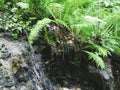 ÃÂ¡reek in a mountain forest. Caucasus mountains